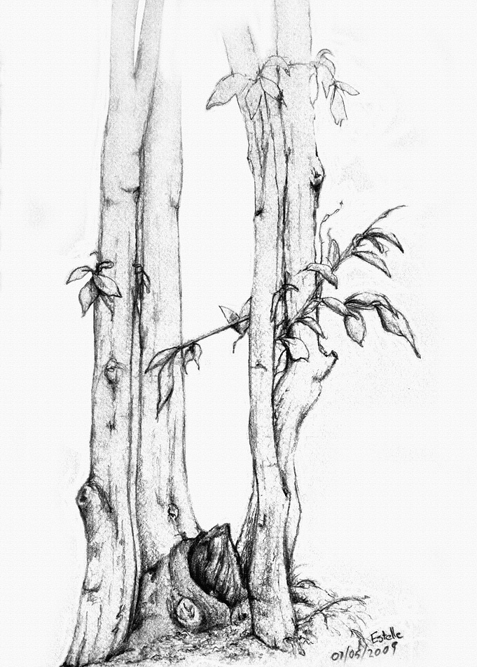 Tree Detail
