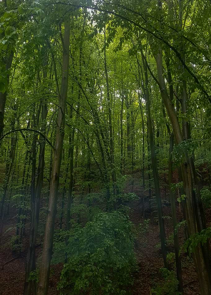 Forest at rain