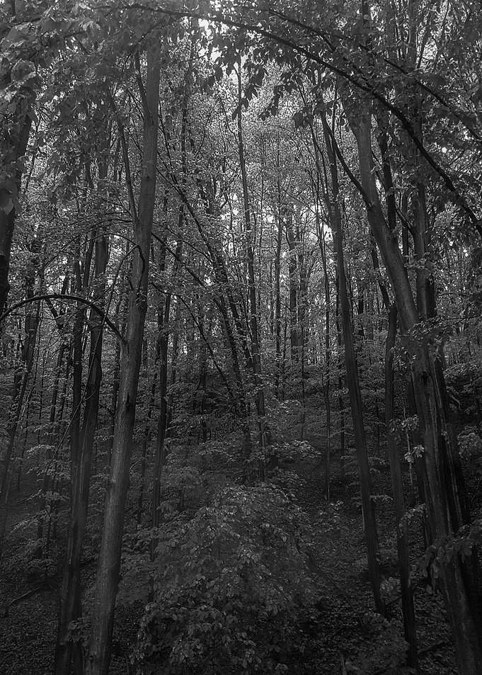 Rain in forest