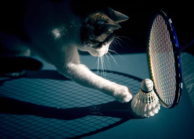 Catminton
