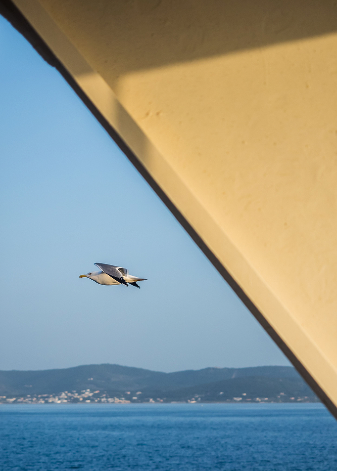 Bird