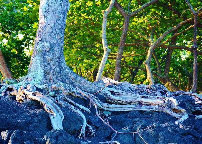 Roots