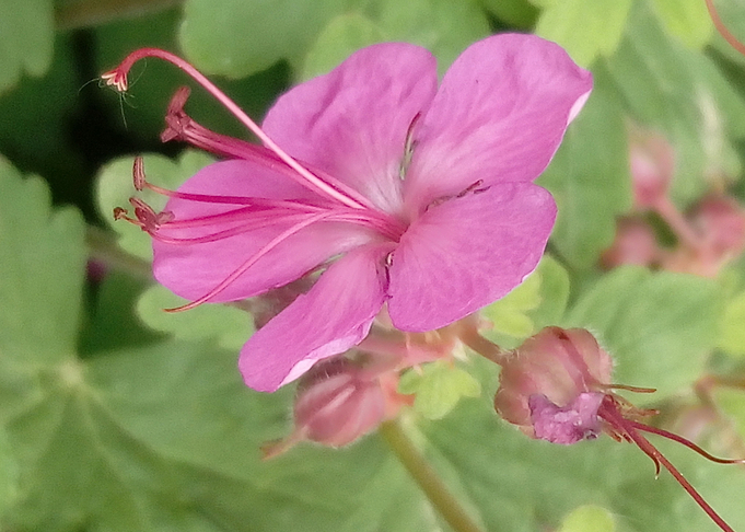 Geranium macrorrhizum