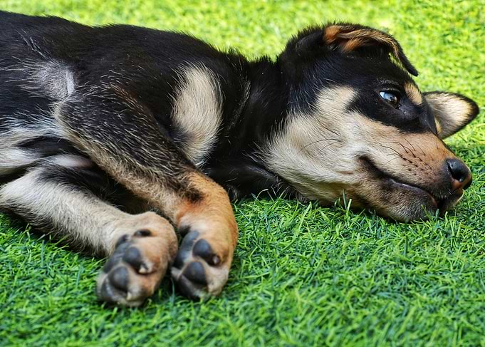 Black Puppy