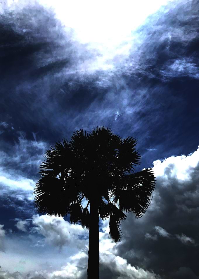 Lone Palm