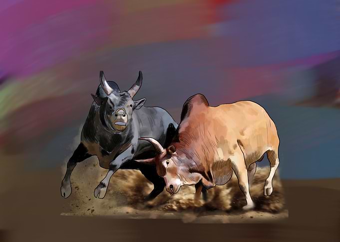 bull