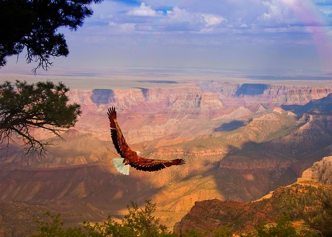 Eagle Grand Canyon