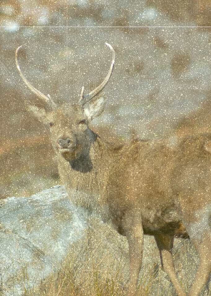 Vintage Stag 2