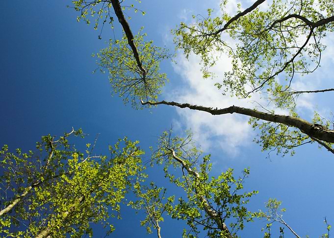 trees seen from below