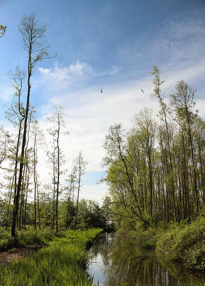 river between the trees