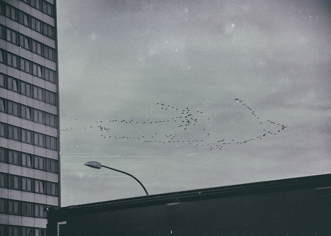 Birds and houses