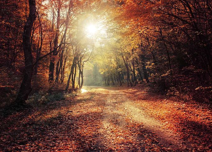 Autumn forest