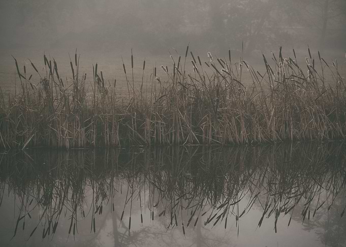 Reed by the lake