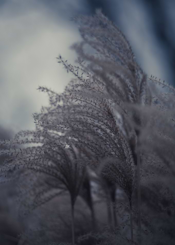 Fuzzy grasses