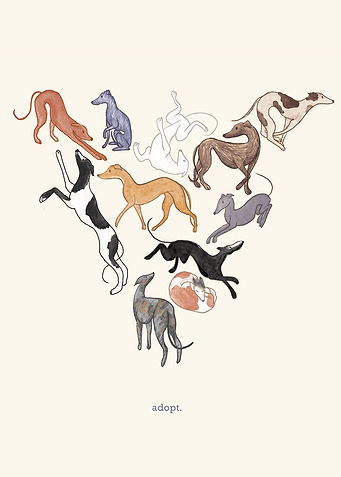 Adopt Retired Greyhounds