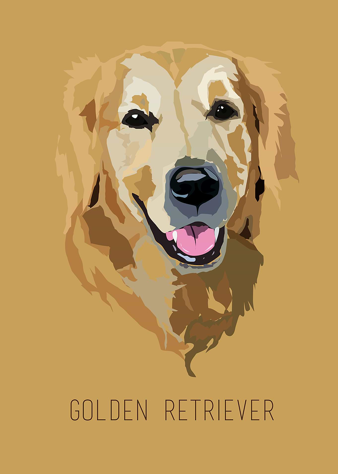 Golden retriever