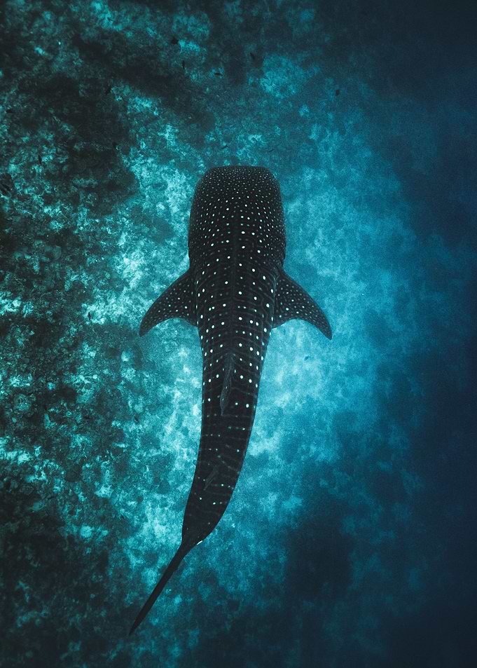 Silhouette of a whale