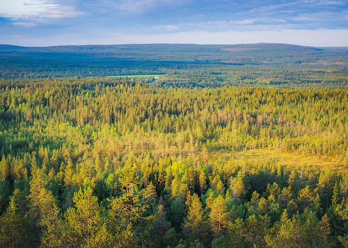 Endless Forests