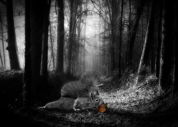 Oh Nuts Woodland Squirrel