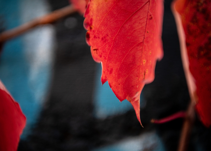 Leaf