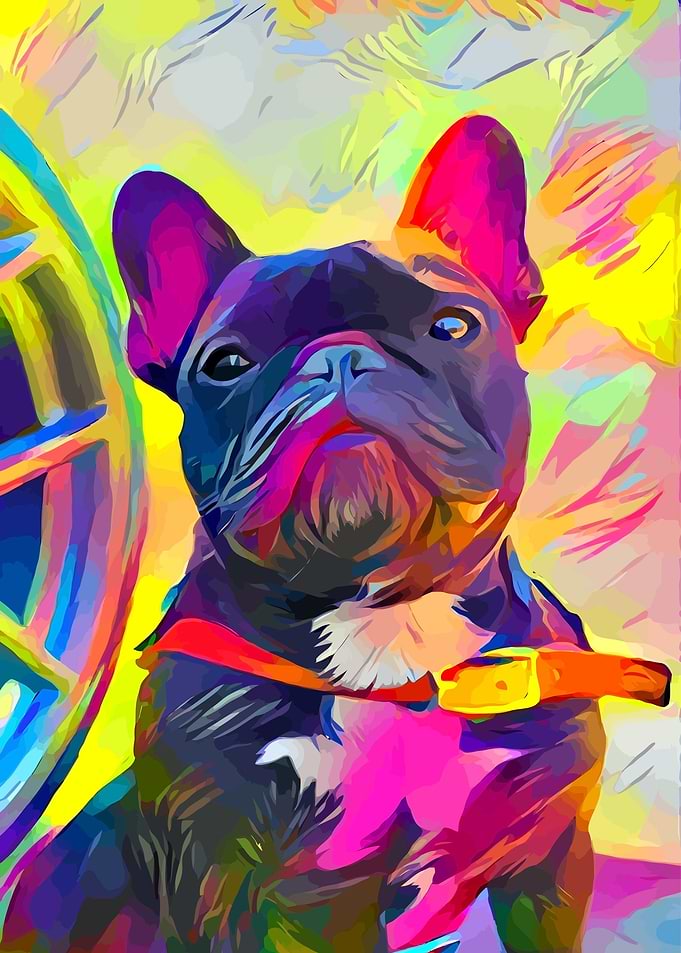 French Bulldog