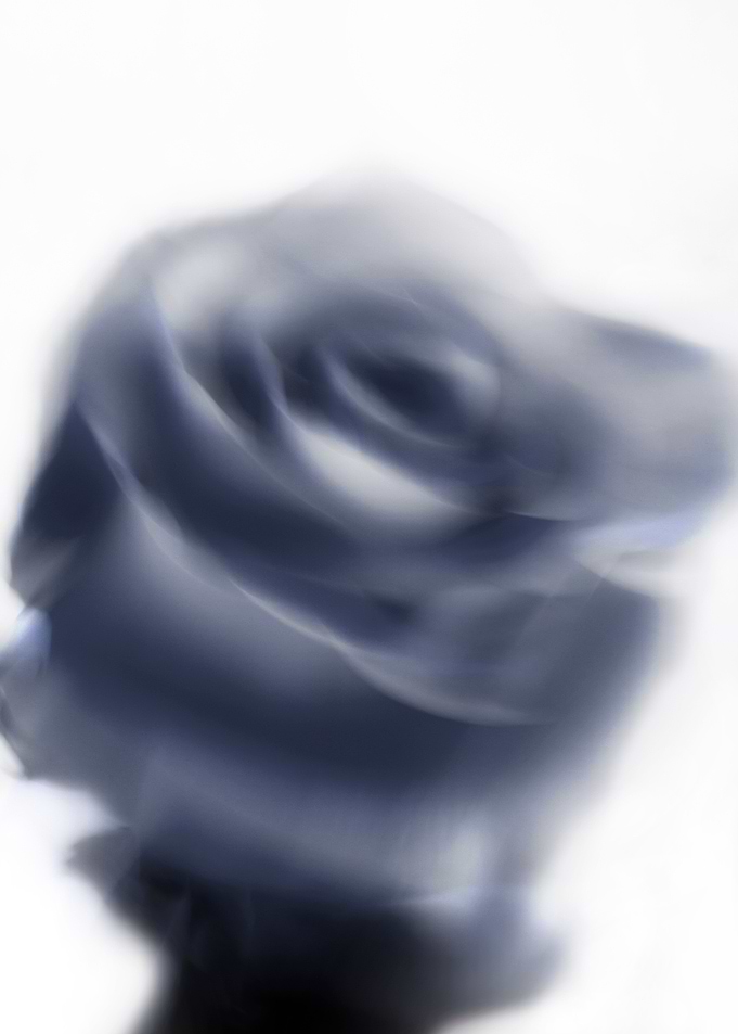 Abstract roses