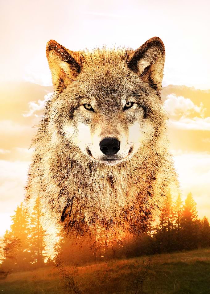 Wolf Mountain