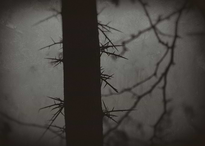 Tree trunk with thorns