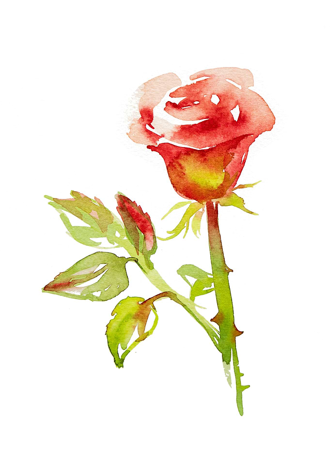 Beautiful rose