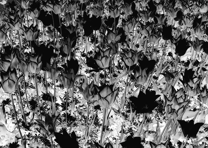 Bloemen BW