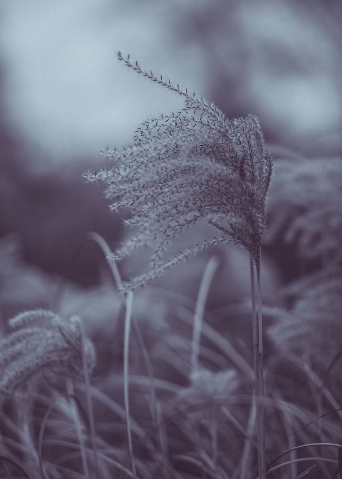 Delicate grass