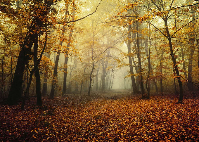 Autumn morning