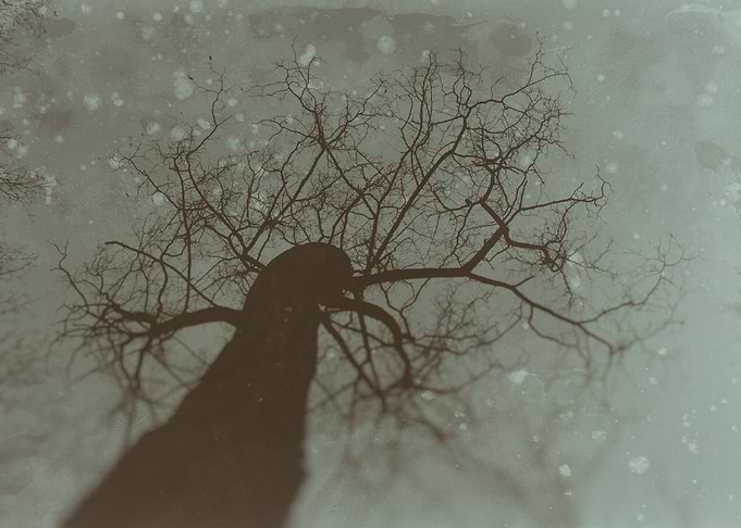 Bare tree from below