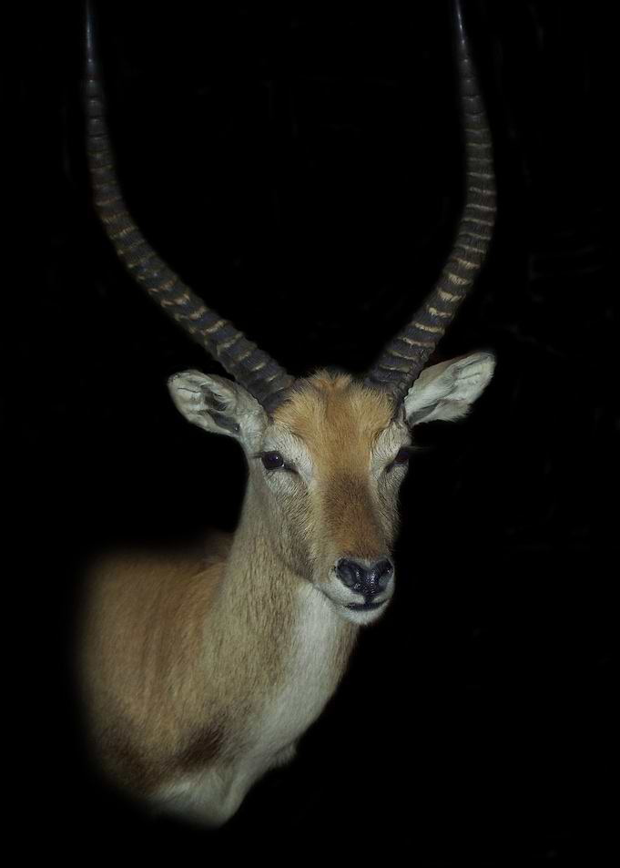 Antelope