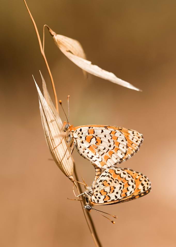 Mating butterflies