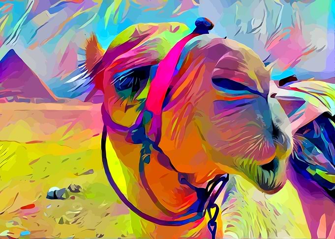 Dromedary