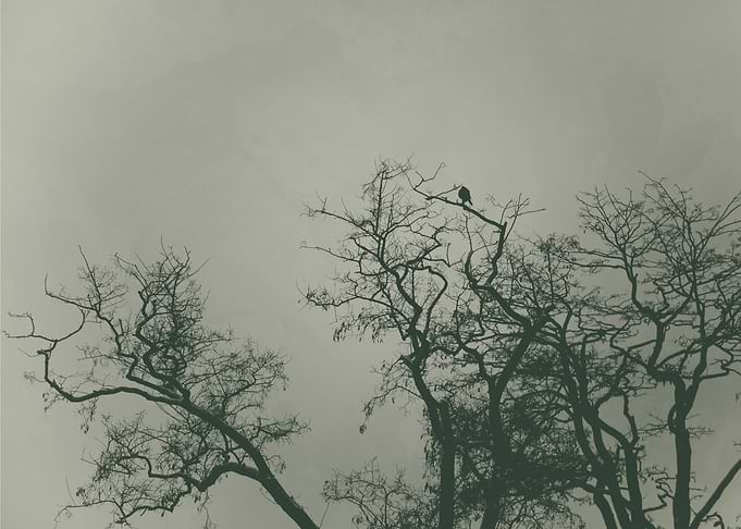 Bird on a tree