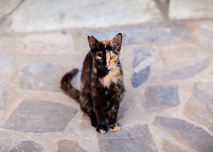 Street Cats in Skiathos