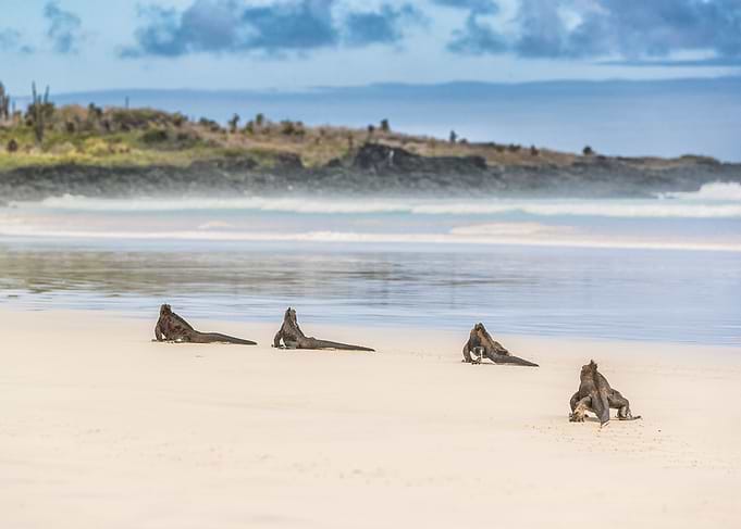 Iguanas Galapagos