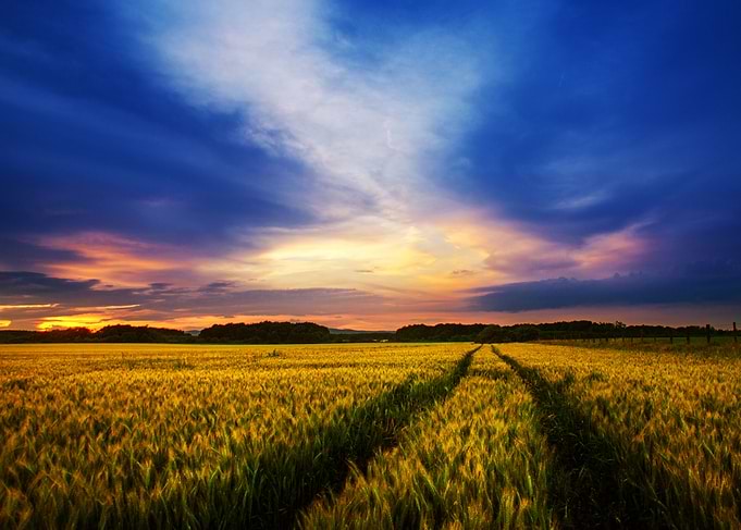 Wheat field sunset