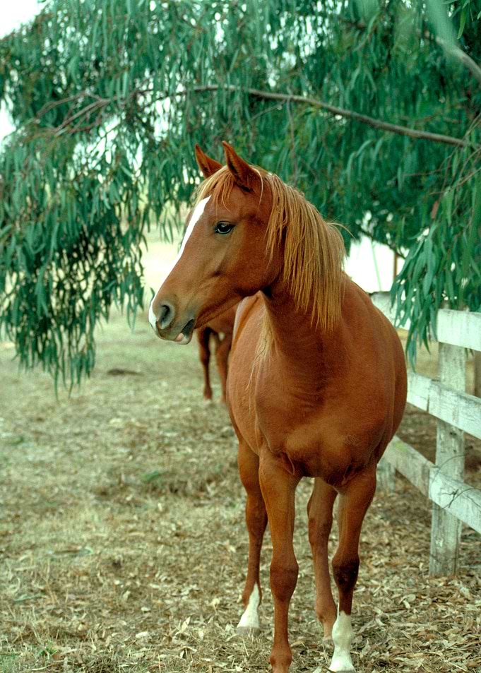 Fenceline