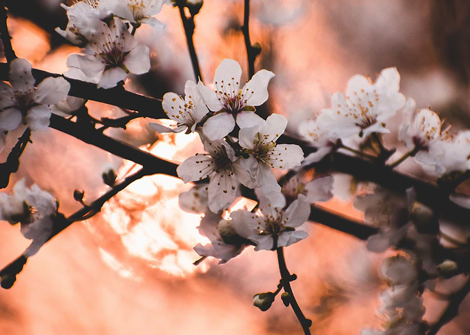 The sunset blossoms