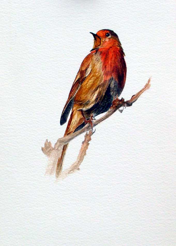 Robin