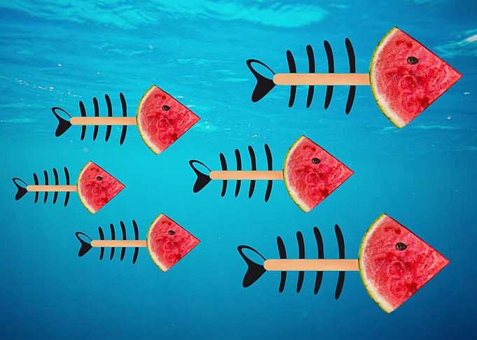 Watermelon fish