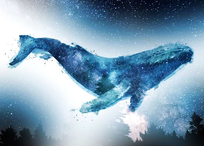 Milk way whale