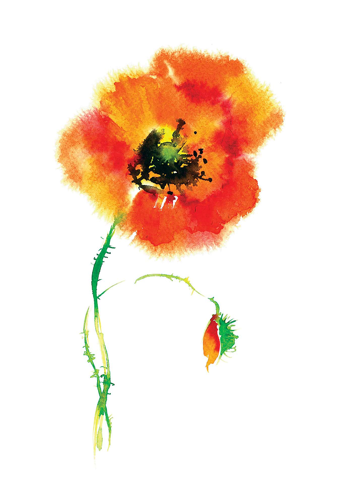 Wild poppy