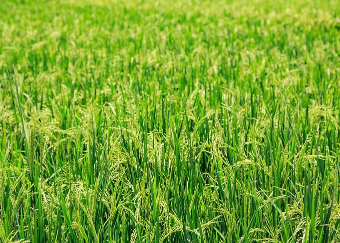 RICE PADDY111