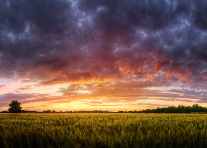 Wheat field sunset