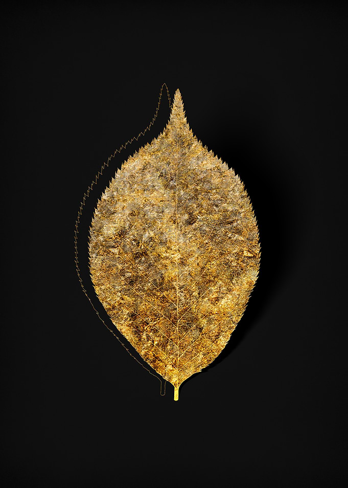 Gold Flora on Black