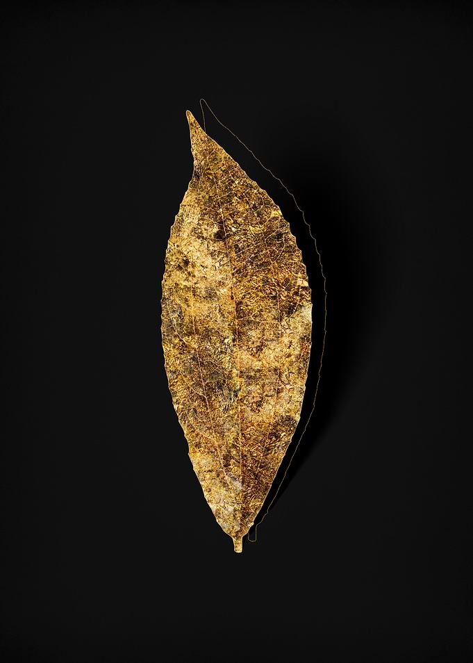 Gold Flora on Black